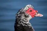 Bleu canard