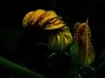 Courgette