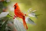 Cardinal rouge