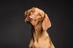 Chien