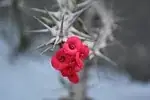 Euphorbia