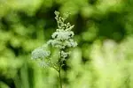 Filipendula