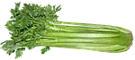 Céleri