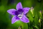 Campanule