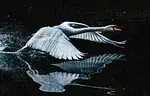 Cygne