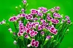 Dianthus