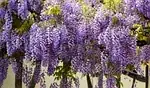 Glycine
