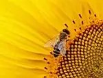 Helianthus