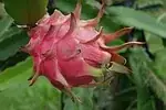 Pitaya (fruit du dragon)