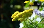 Achillea