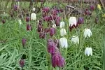 Fritillaria