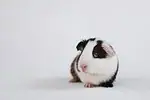 Cochon