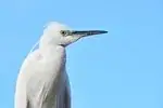 Aigrette garzette