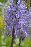 Camassia