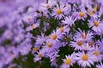 Aster