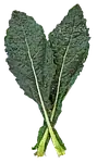 Kale