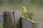 Bruant jaune