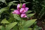 Chelone