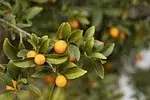 Satsuma