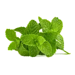 Vert menthe