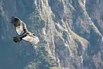 Condor
