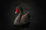 Cygne noir