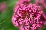 Centranthus