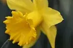 Jonquille