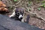 Coati