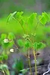 Epimedium