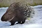 Porc-épic