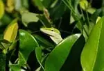 Anolis