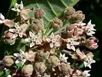 Asclepias