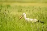 Cigogne blanche
