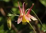 Aquilegia