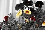 Calibrachoa