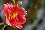 Alstroemeria