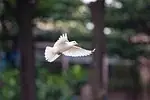 Colombe