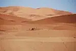 Dromadaire