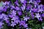 Campanula