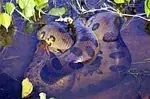Anaconda