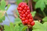 Arum