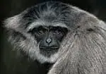 Gibbon