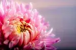 Chrysanthème