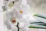 Violet orchidée
