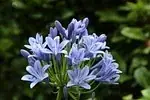 Agapanthe
