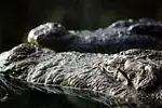 Alligator