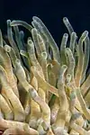 Corail