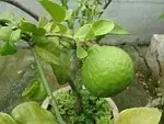 Vert lime