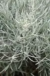 Helichrysum